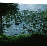 a group of ducks swimming in a body of water